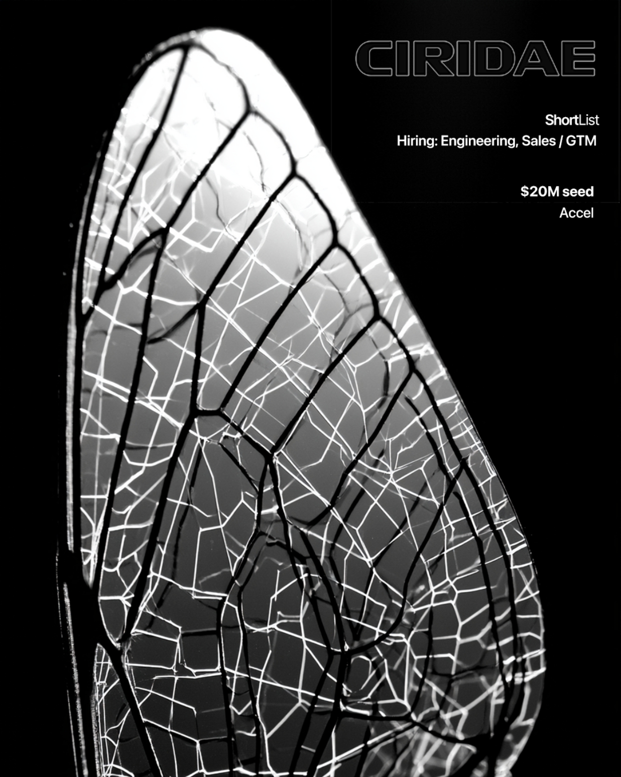 Ciridae